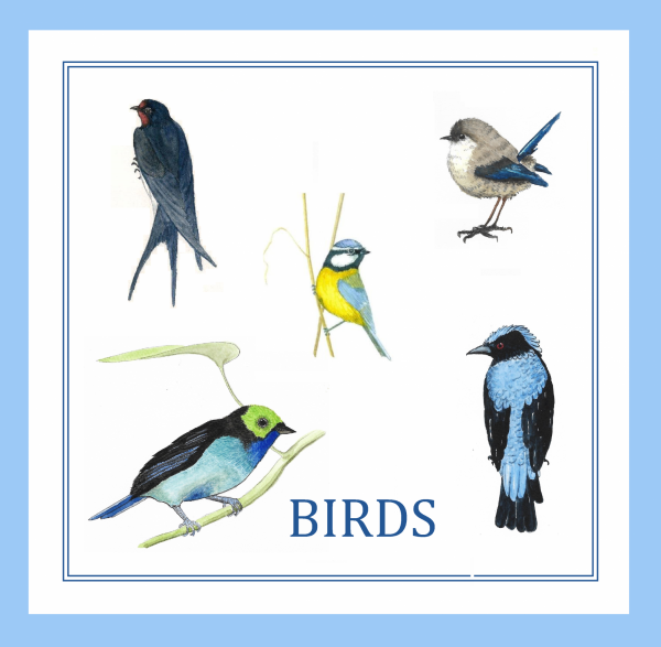 birds blue