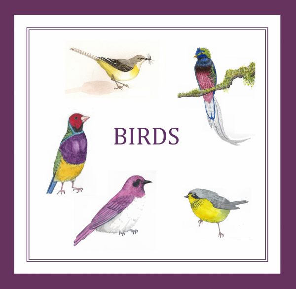 birds purple